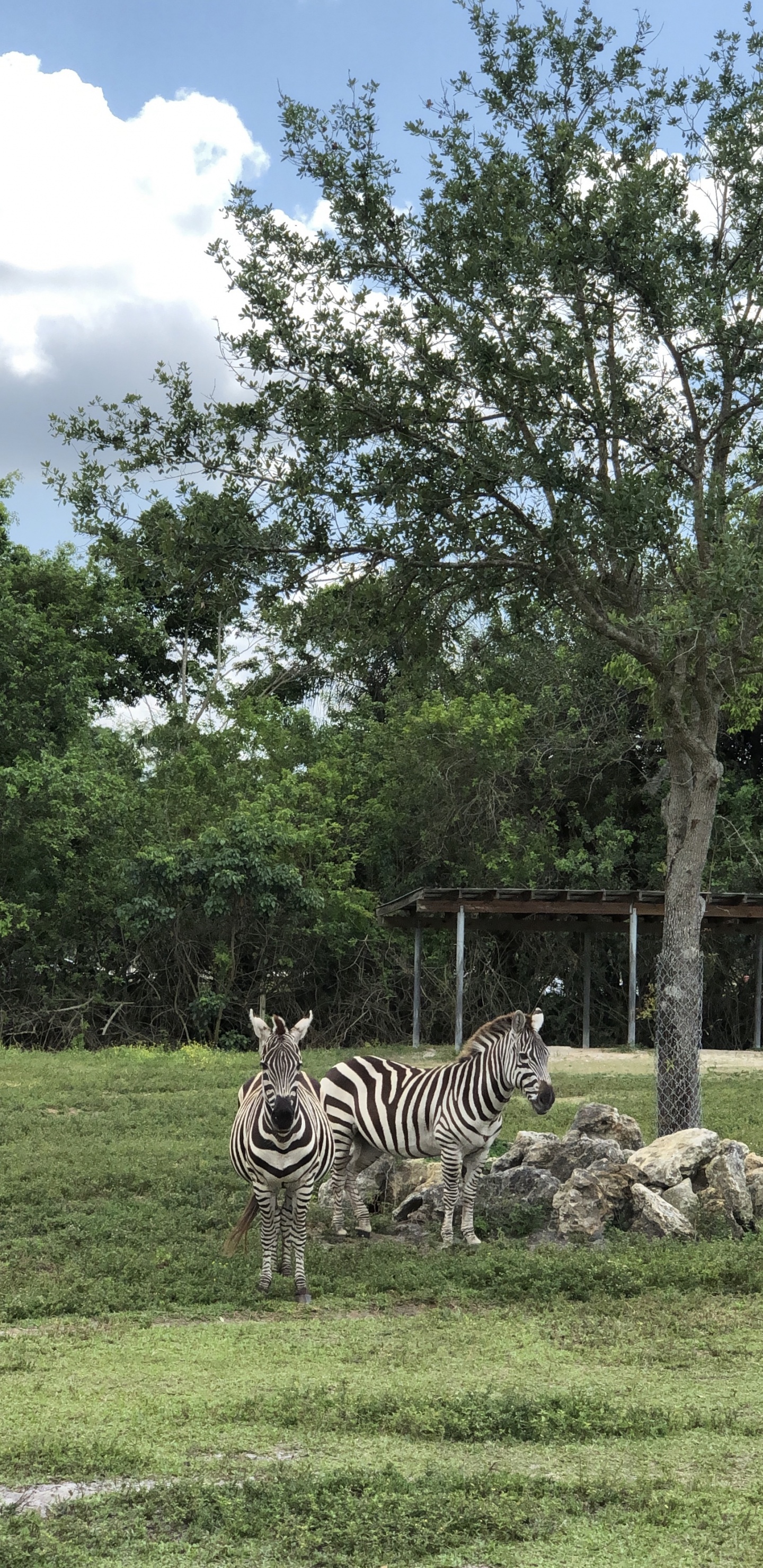 Обои дерево, растительное сообщество, сенокосное угодье, биология, наука в разрешении 1440x2960