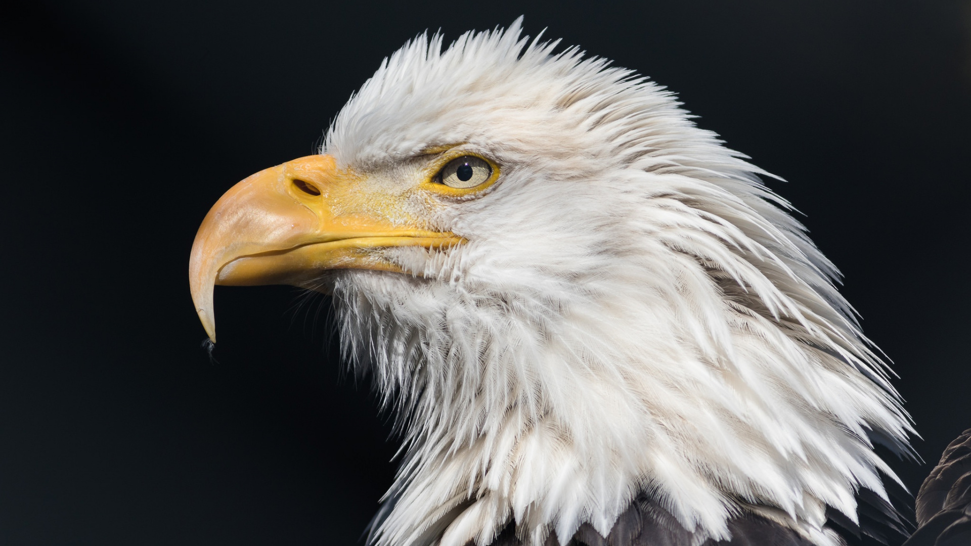 Обои белоголовый Орлан, Орел, хищная птица, клюв, птица в разрешении 1920x1080