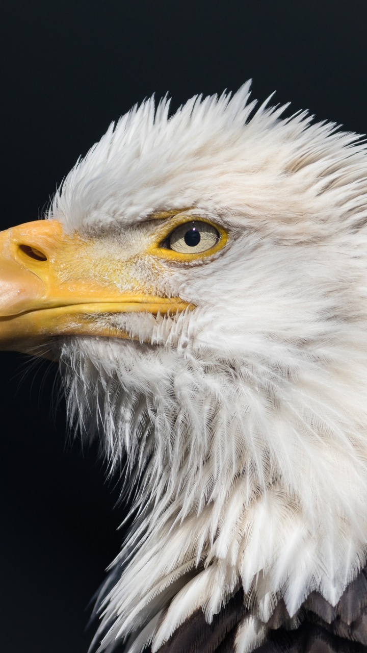 Обои белоголовый Орлан, Орел, хищная птица, клюв, птица в разрешении 720x1280