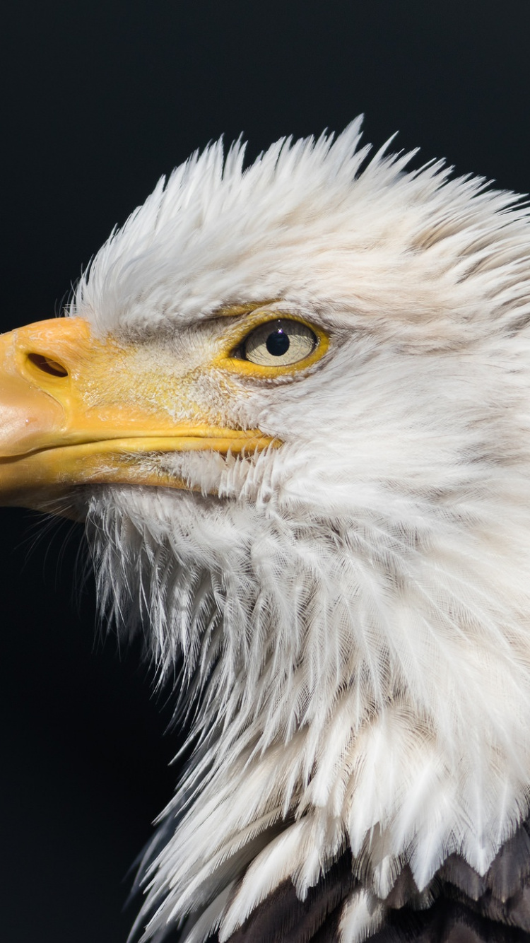 Обои белоголовый Орлан, Орел, хищная птица, клюв, птица в разрешении 750x1334