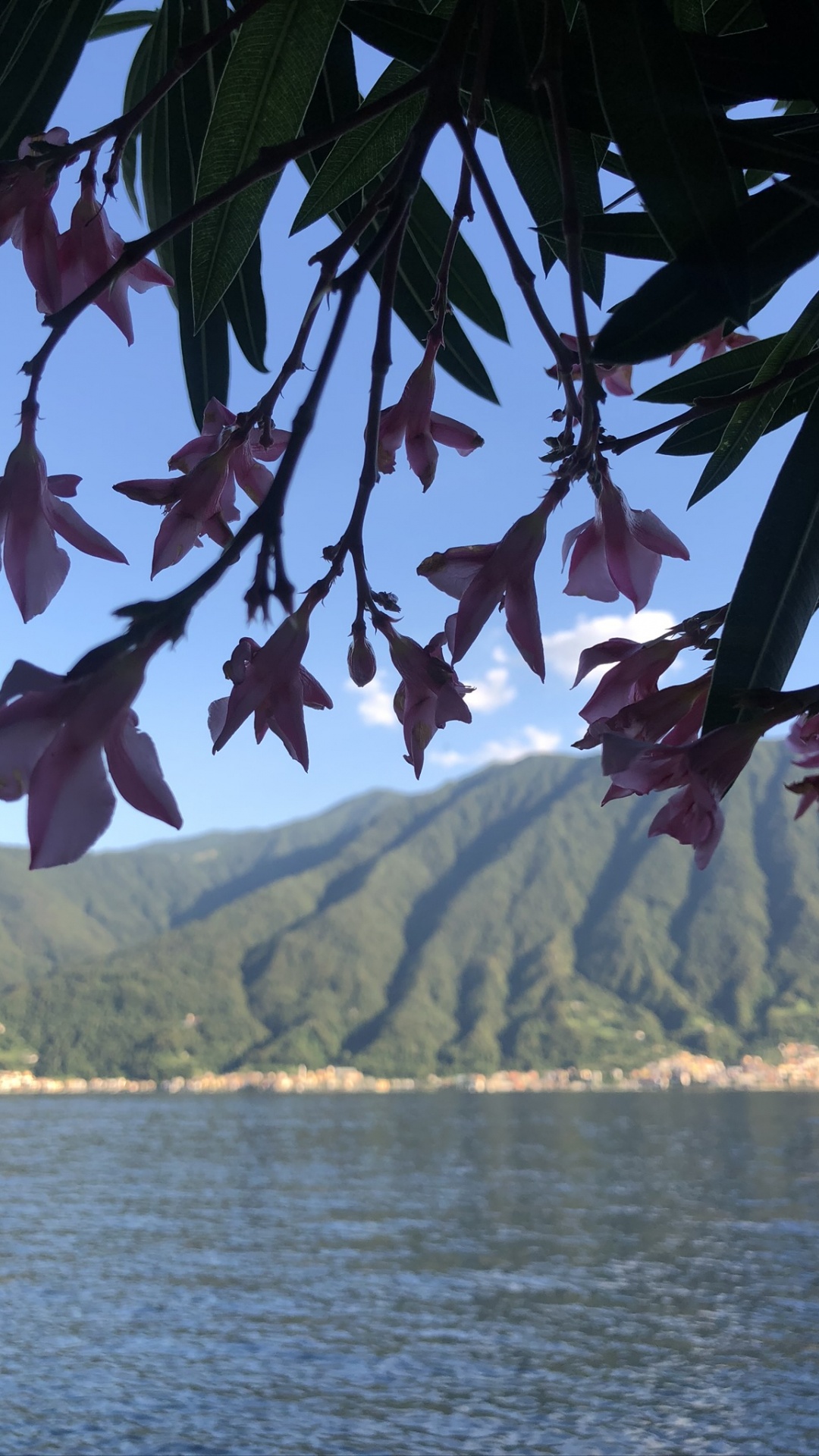 Обои вода, лист, биология, рассада, наука в разрешении 1080x1920