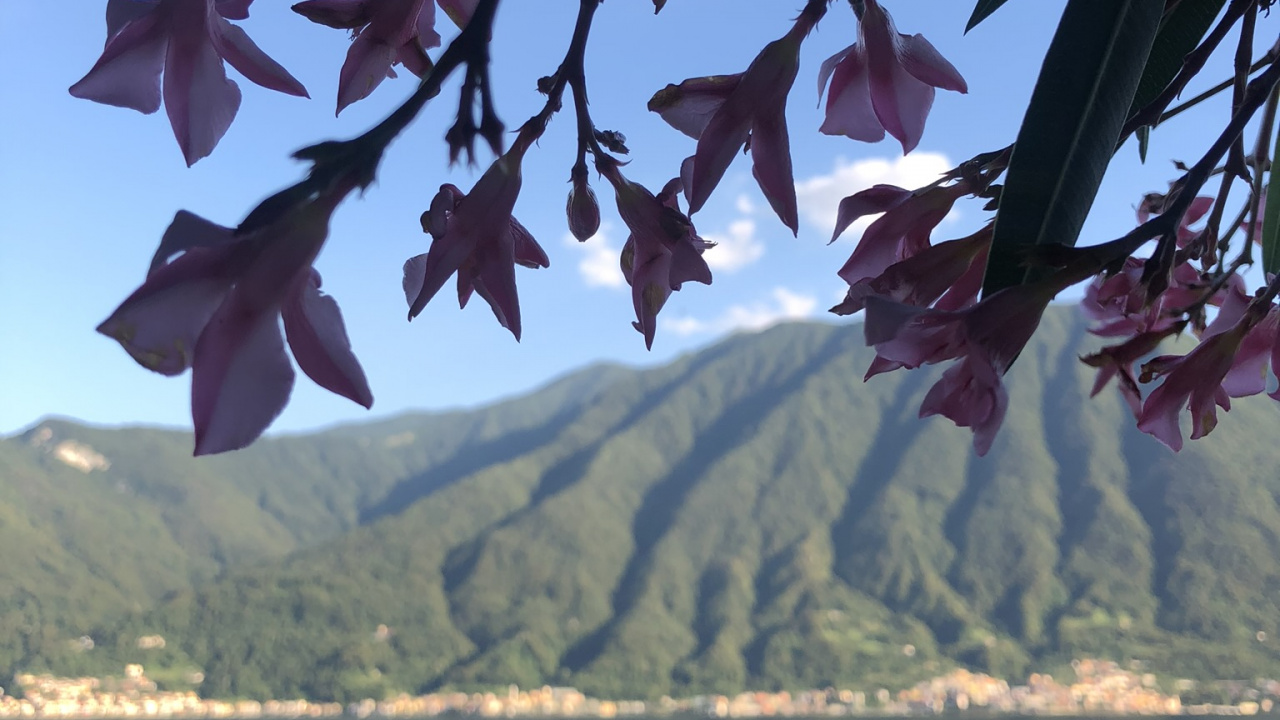 Обои вода, лист, биология, рассада, наука в разрешении 1280x720