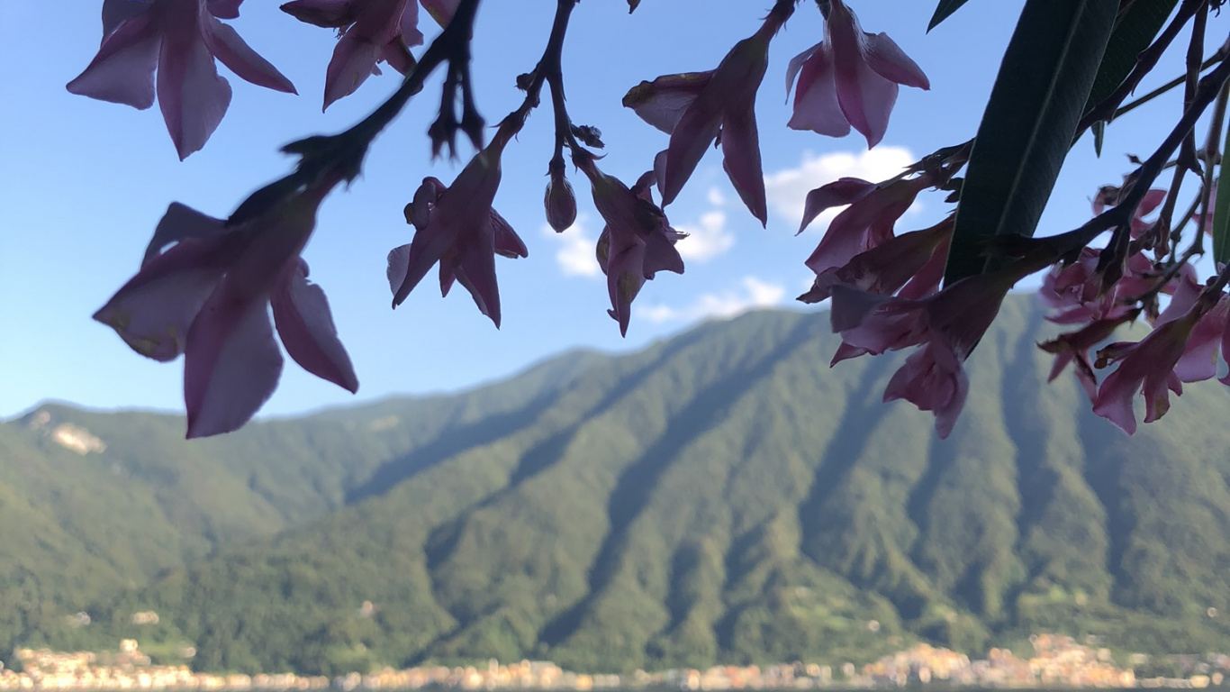 Обои вода, лист, биология, рассада, наука в разрешении 1366x768