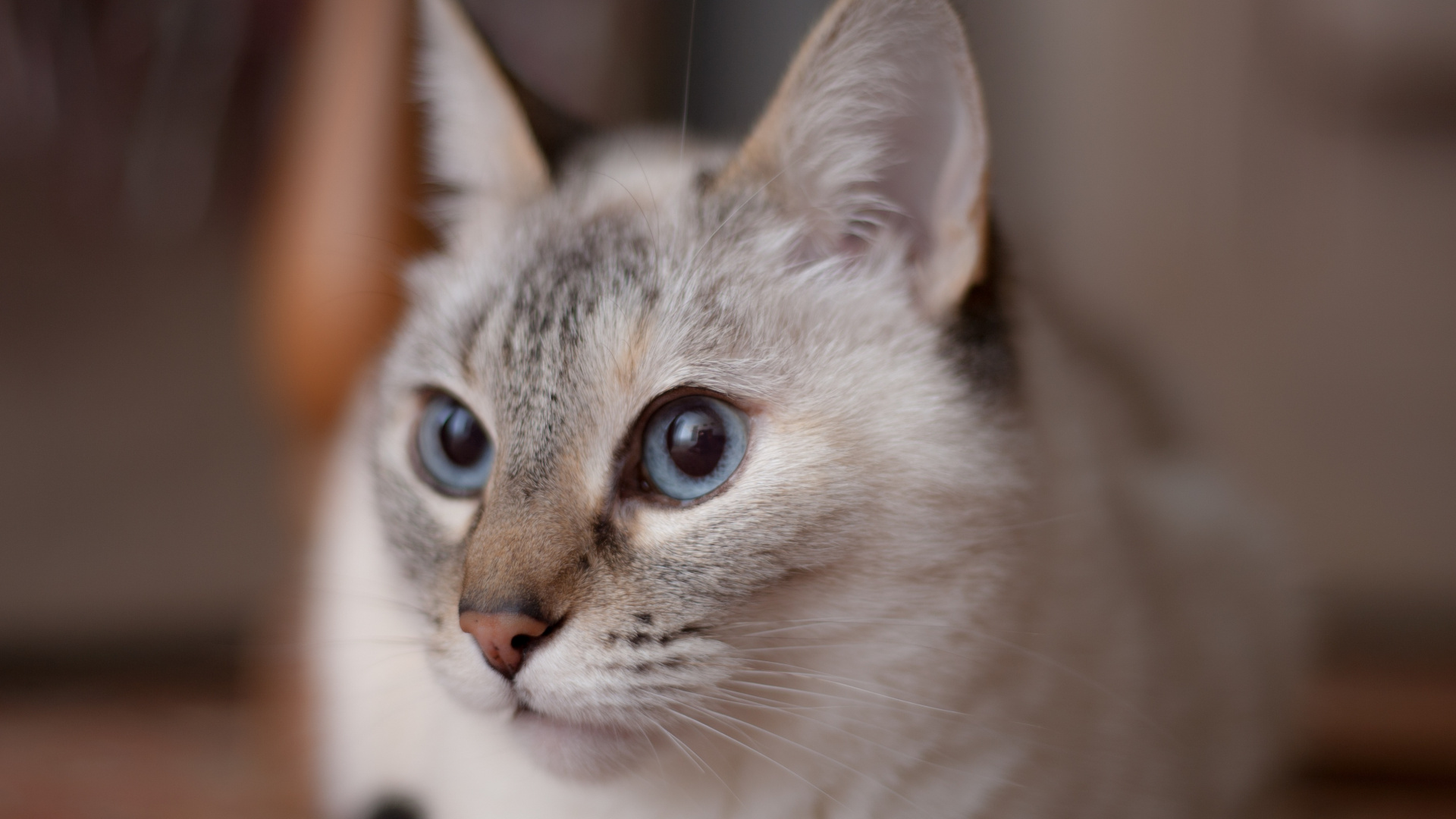 Обои котенок, бурмилла, нос, малые и средние кошки, фауна в разрешении 1920x1080