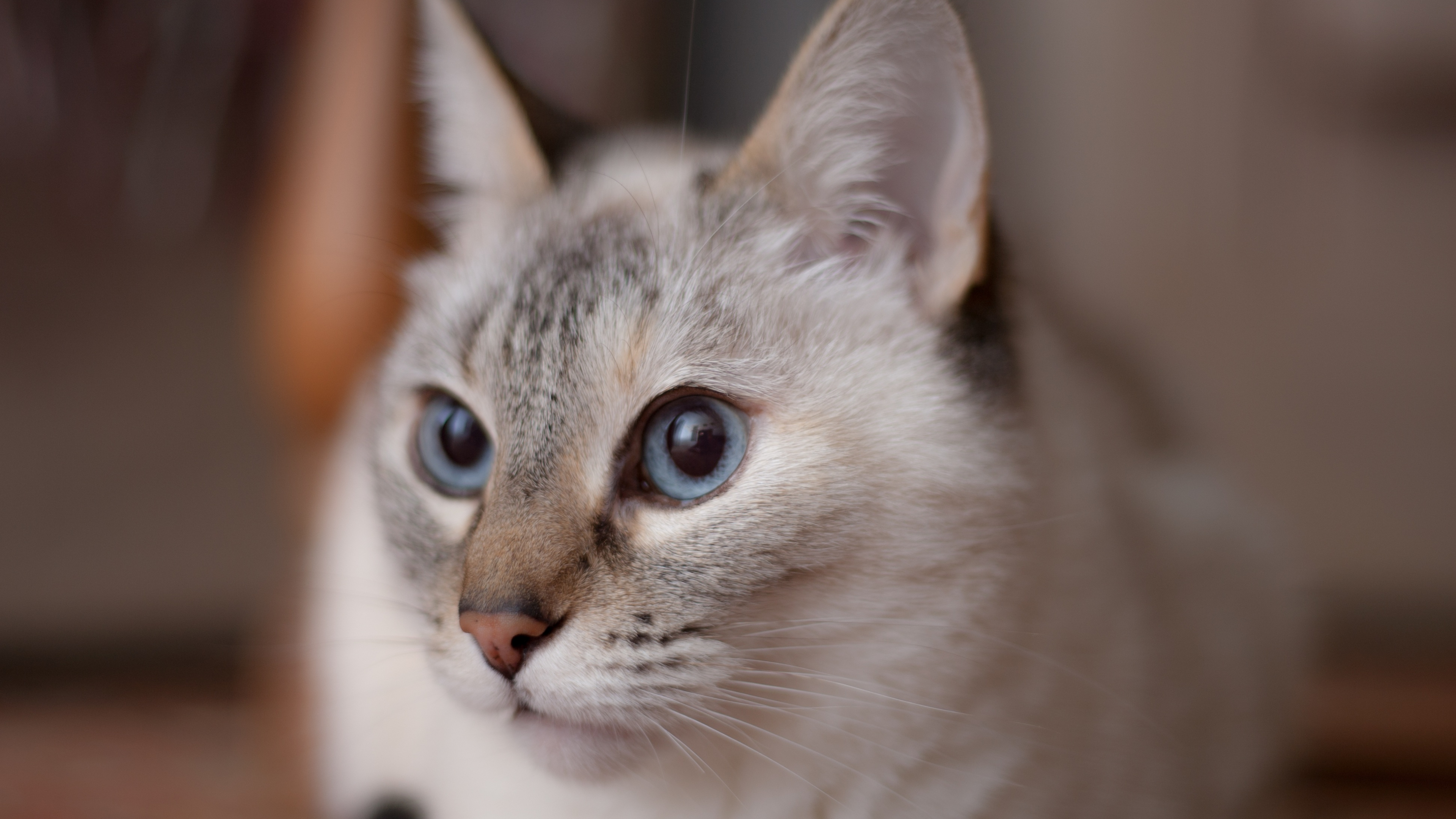 Обои котенок, бурмилла, нос, малые и средние кошки, фауна в разрешении 3840x2160