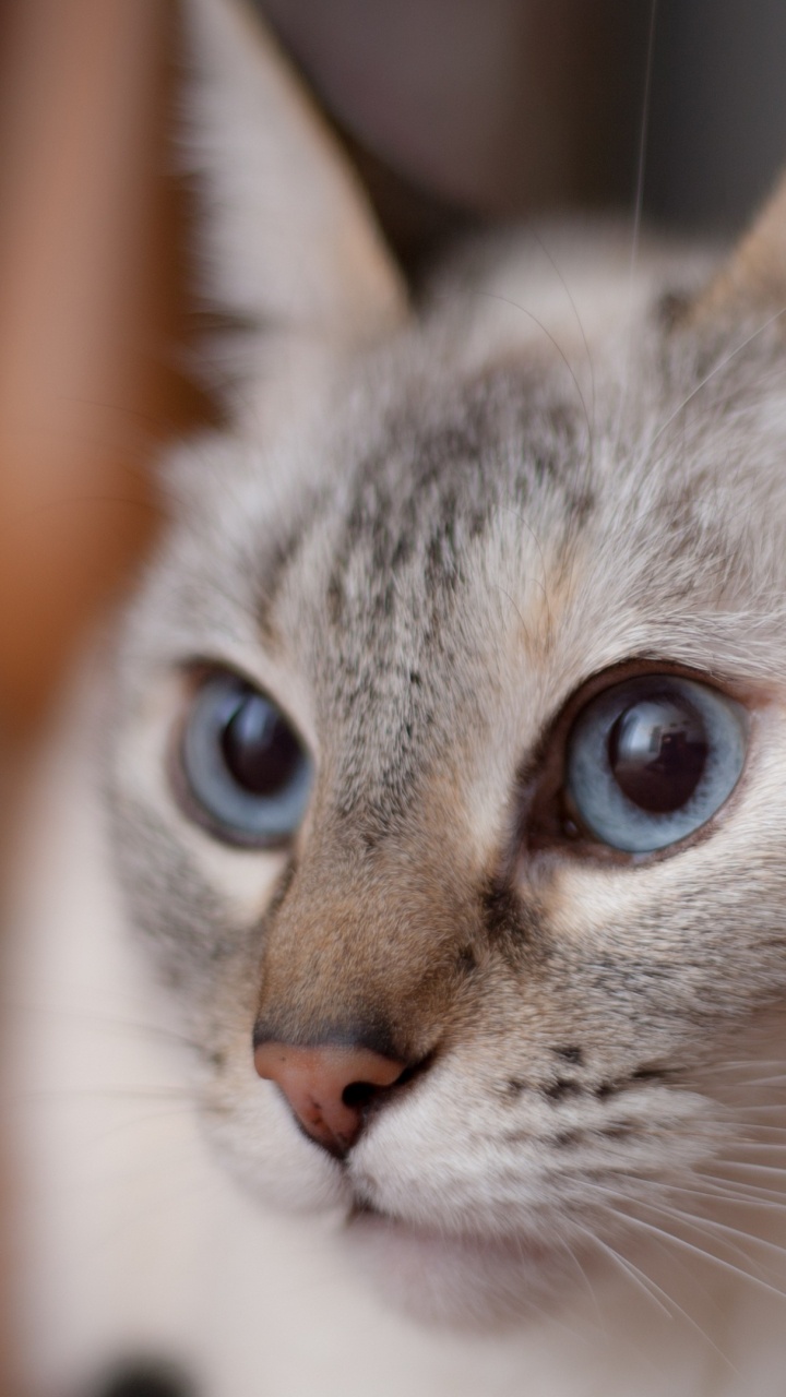 Обои котенок, бурмилла, нос, малые и средние кошки, фауна в разрешении 720x1280