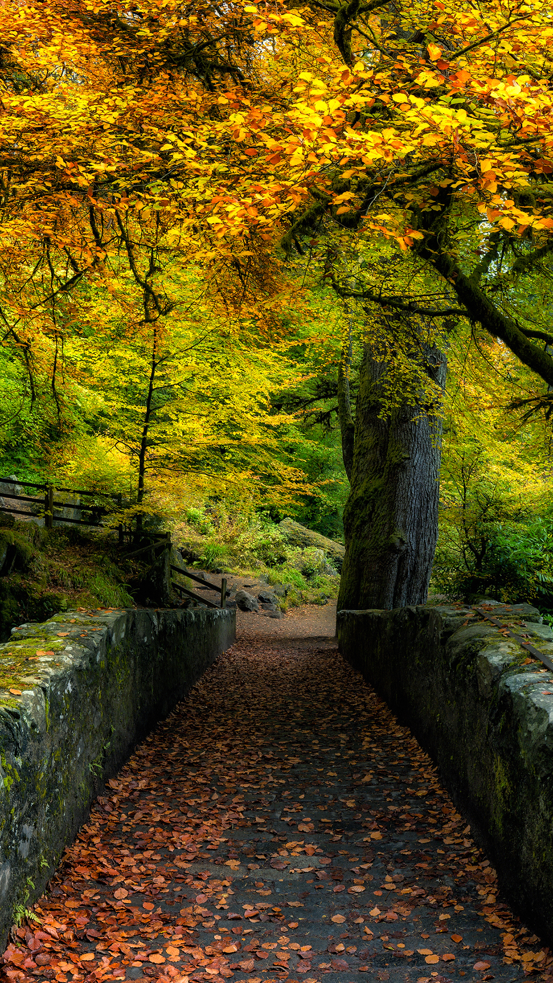 Обои природа, растение, природный ландшафт, лист, окружающая среда в разрешении 1080x1920