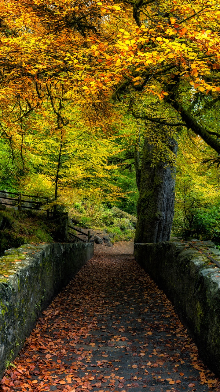 Обои природа, растение, природный ландшафт, лист, окружающая среда в разрешении 720x1280