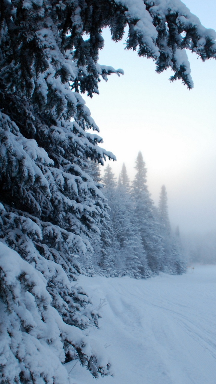 Обои зима, снег, сезон, дерево, природа в разрешении 720x1280