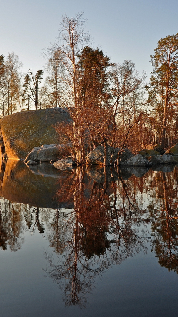 Обои отражение, вода, дерево, утро, озеро в разрешении 750x1334