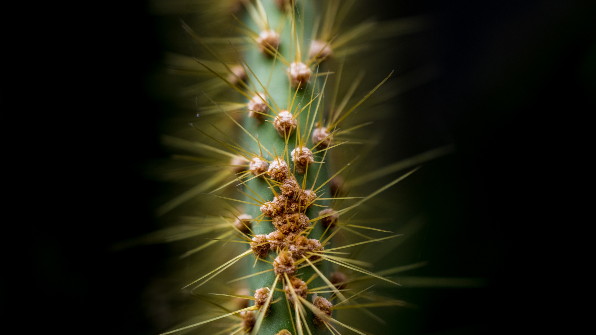 Обои растительность, кактус, суккулент, природа, наземное растение в разрешении 1920x1080