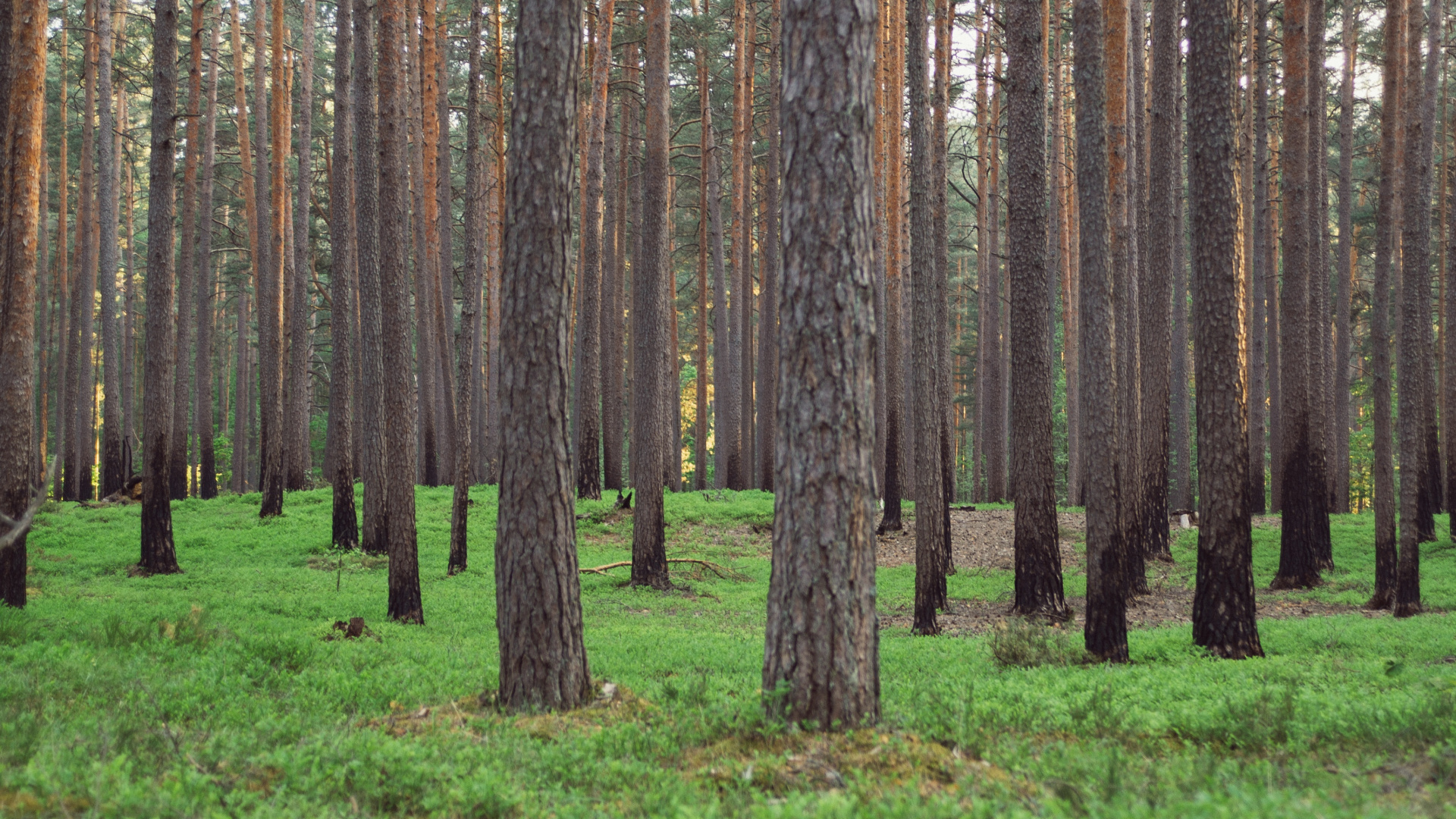 Обои дерево, лес, лесистая местность, роща, Пегаса Пилс в разрешении 1920x1080