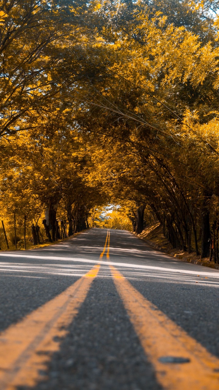 Обои телефон, дорога, растение, природный ландшафт, лист в разрешении 720x1280