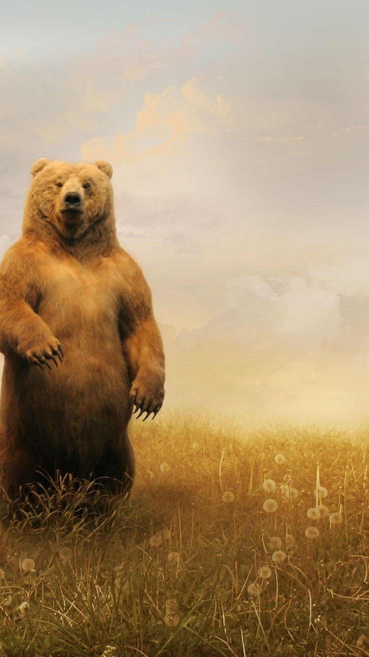 Обои американский черный медведь, Гризли, бурый медведь, медведь, живая природа в разрешении 750x1334