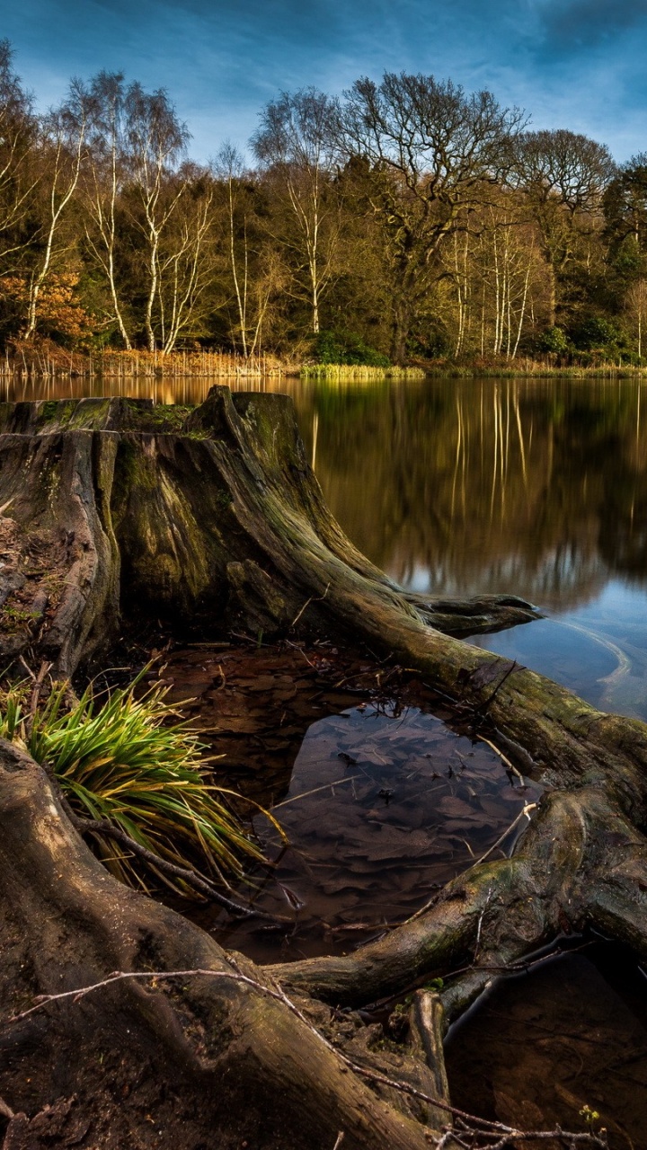 Обои пейзаж, природа, дерево, отражение, вода в разрешении 720x1280