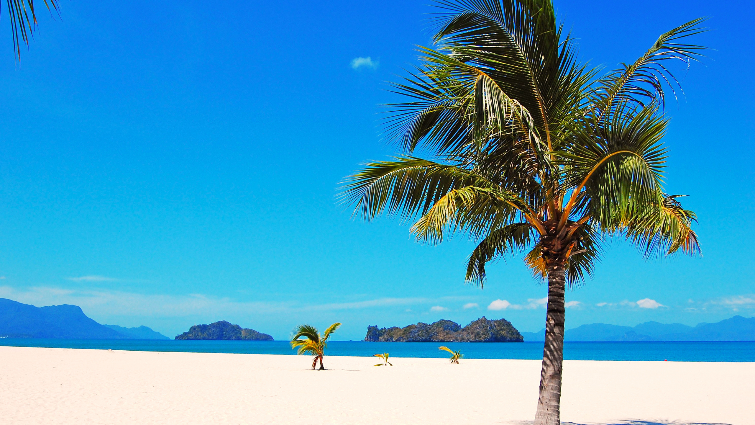 Обои пляж, море, берег, Пальма, тропическая зона в разрешении 2560x1440