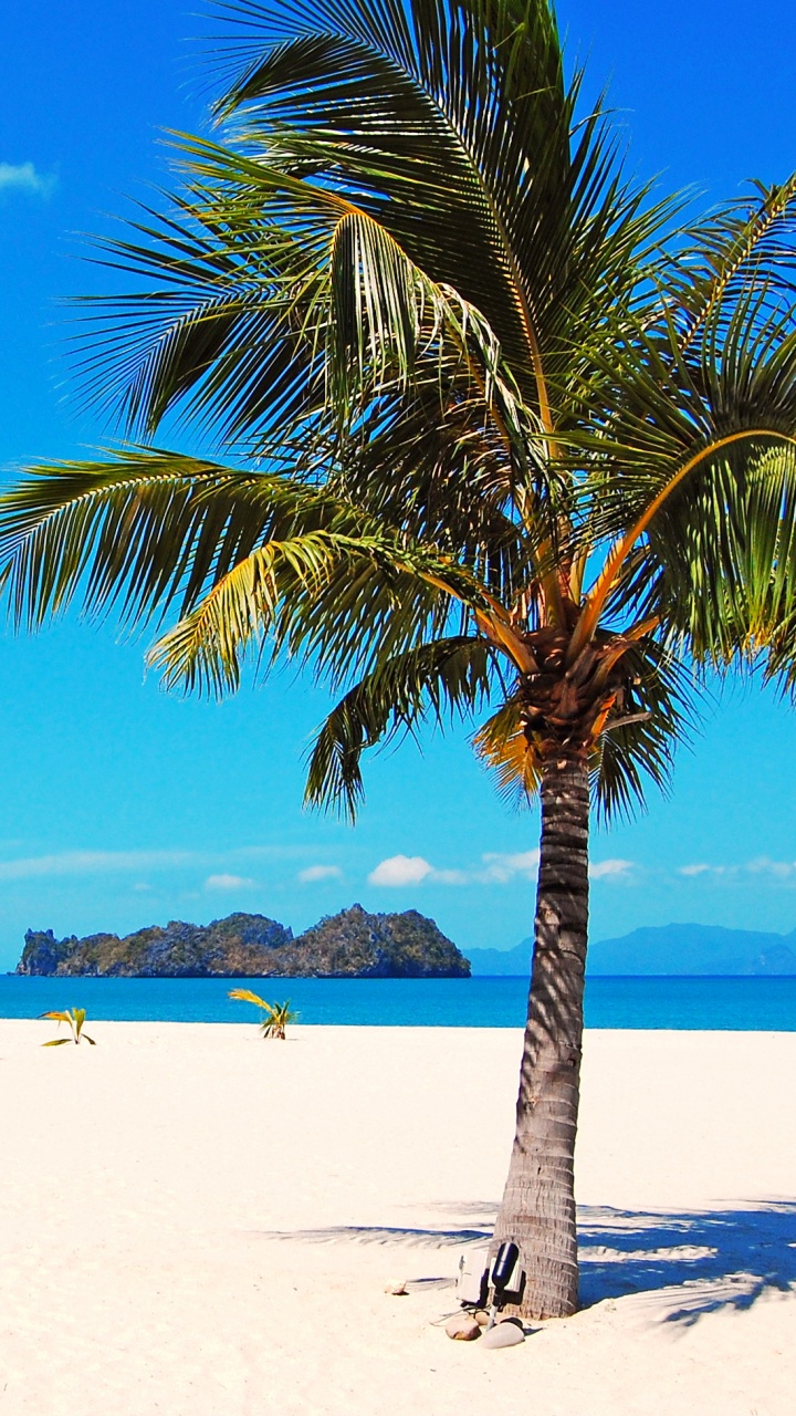 Обои пляж, море, берег, Пальма, тропическая зона в разрешении 720x1280