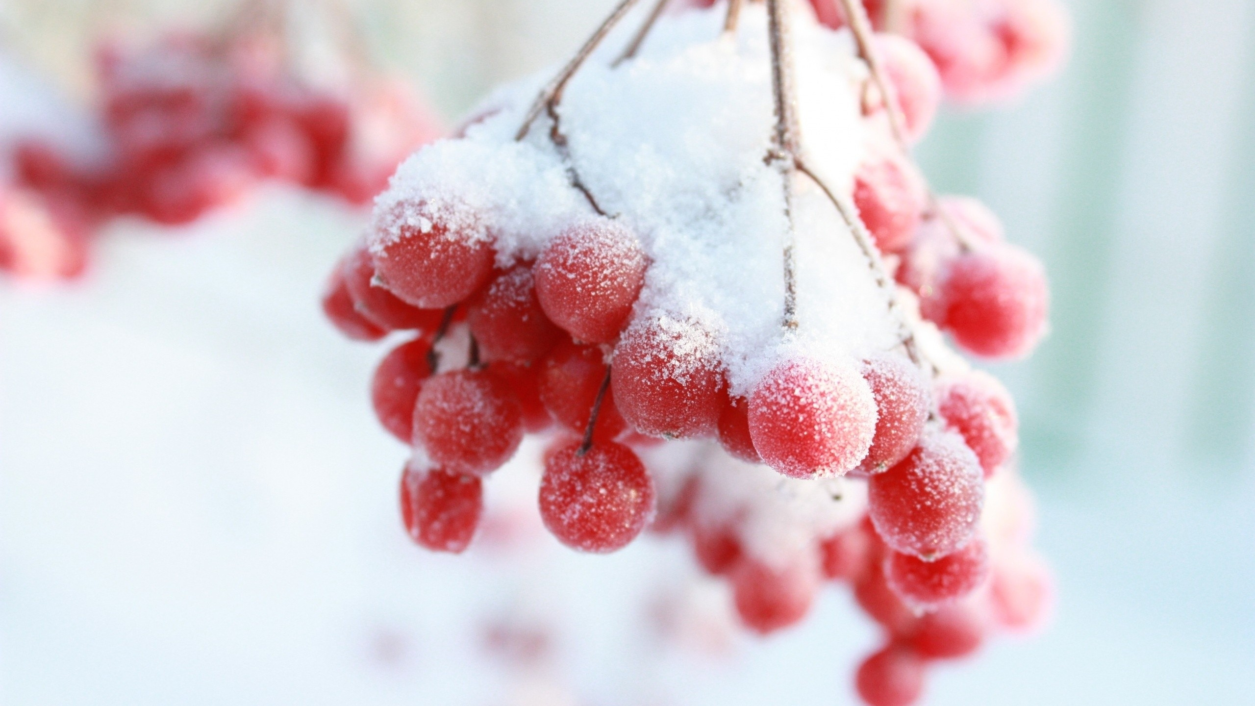 Обои снег, зима, фрукты, ягоды, пища в разрешении 2560x1440