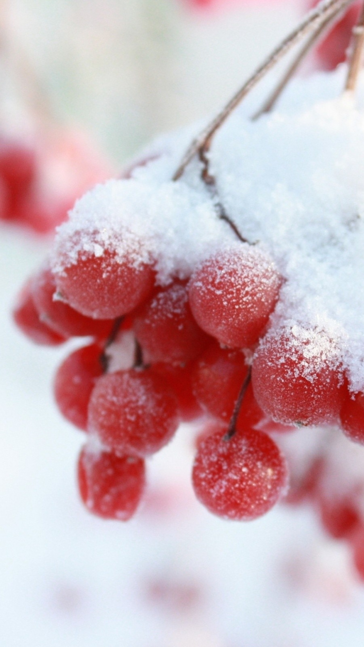 Обои снег, зима, фрукты, ягоды, пища в разрешении 750x1334