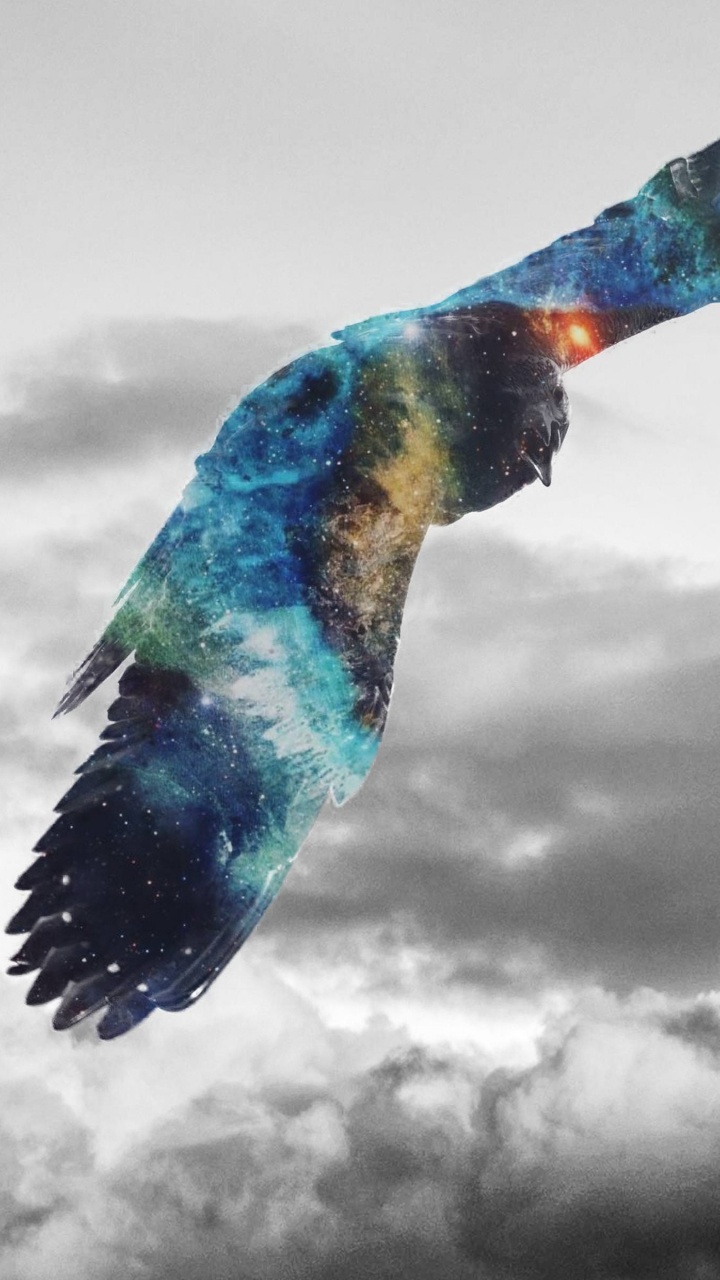 Обои золотой Орел, белоголовый Орлан, Орел, хищная птица, птица в разрешении 720x1280