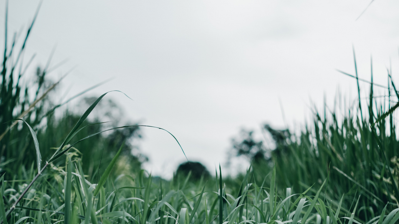 Обои природный ландшафт, растительность, газон, дерево, вода в разрешении 1280x720