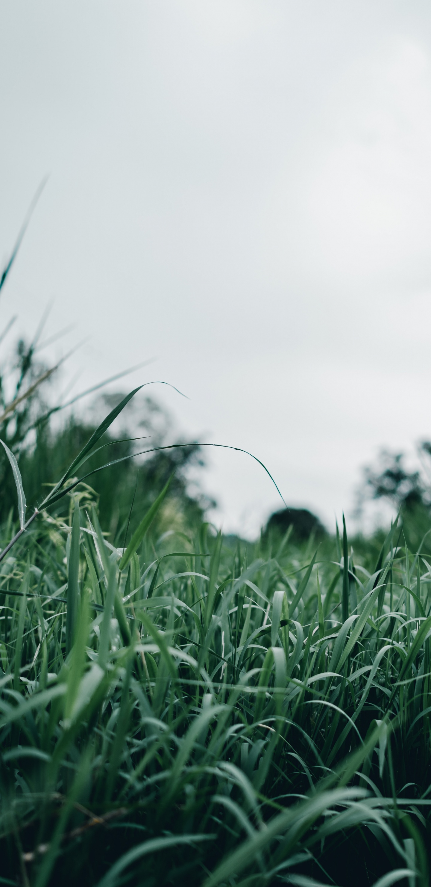 Обои природный ландшафт, растительность, газон, дерево, вода в разрешении 1440x2960