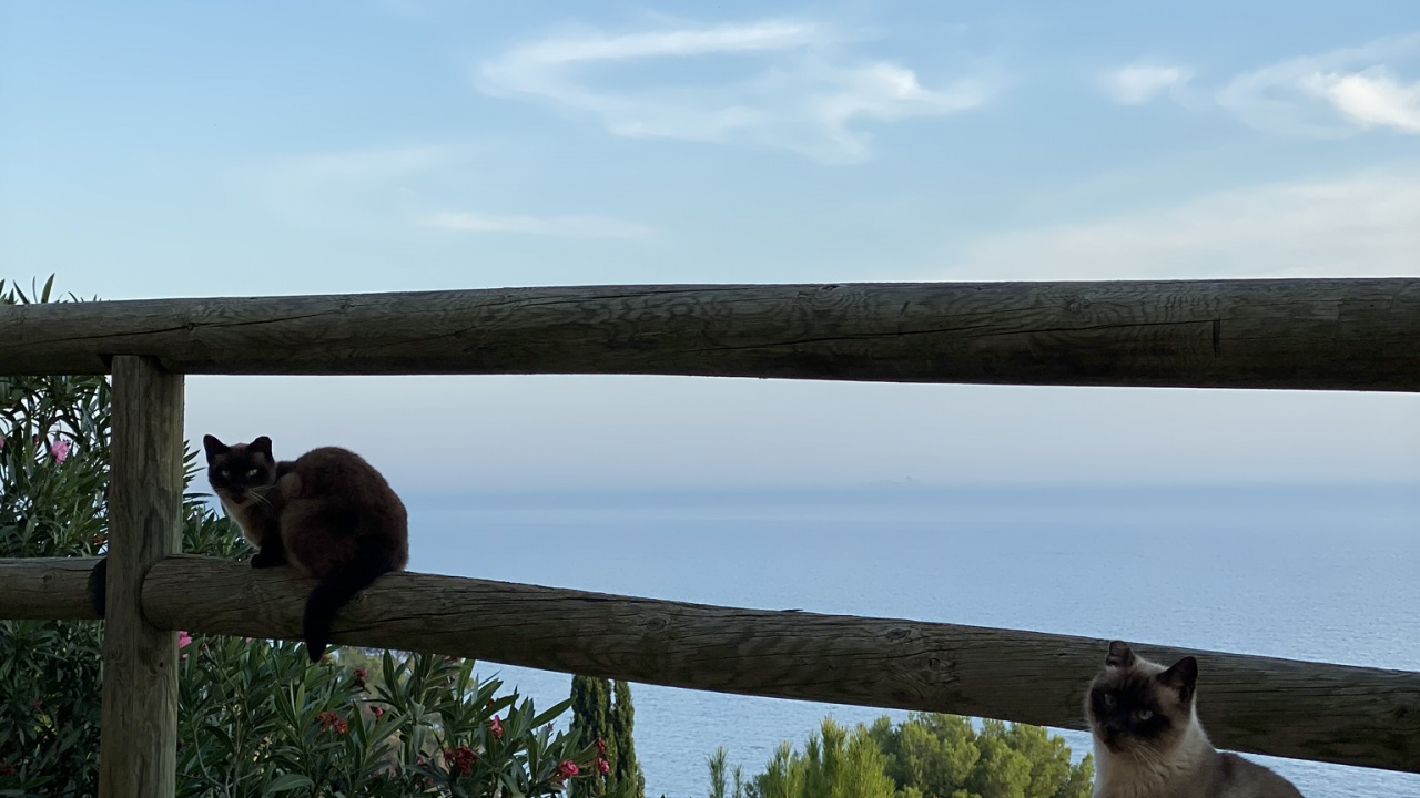 Обои кот, кошки малого и среднего размера, кошачьих, живая природа, балиец в разрешении 1280x720