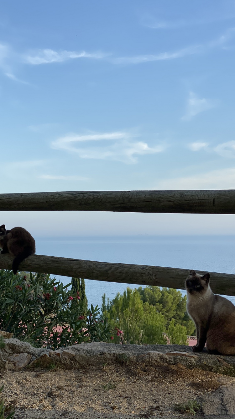 Обои кот, кошки малого и среднего размера, кошачьих, живая природа, балиец в разрешении 750x1334