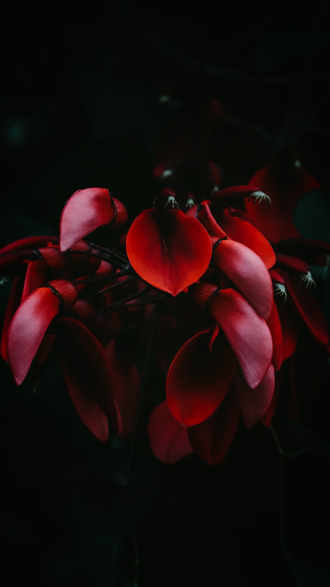 Обои Гортензия серрата, гортензия крупнолистная, небесный чай, растение, цветок в разрешении 1080x1920