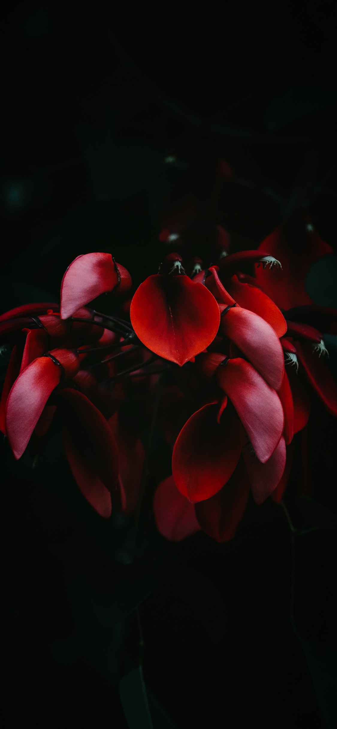 Обои Гортензия серрата, гортензия крупнолистная, небесный чай, растение, цветок в разрешении 1125x2436