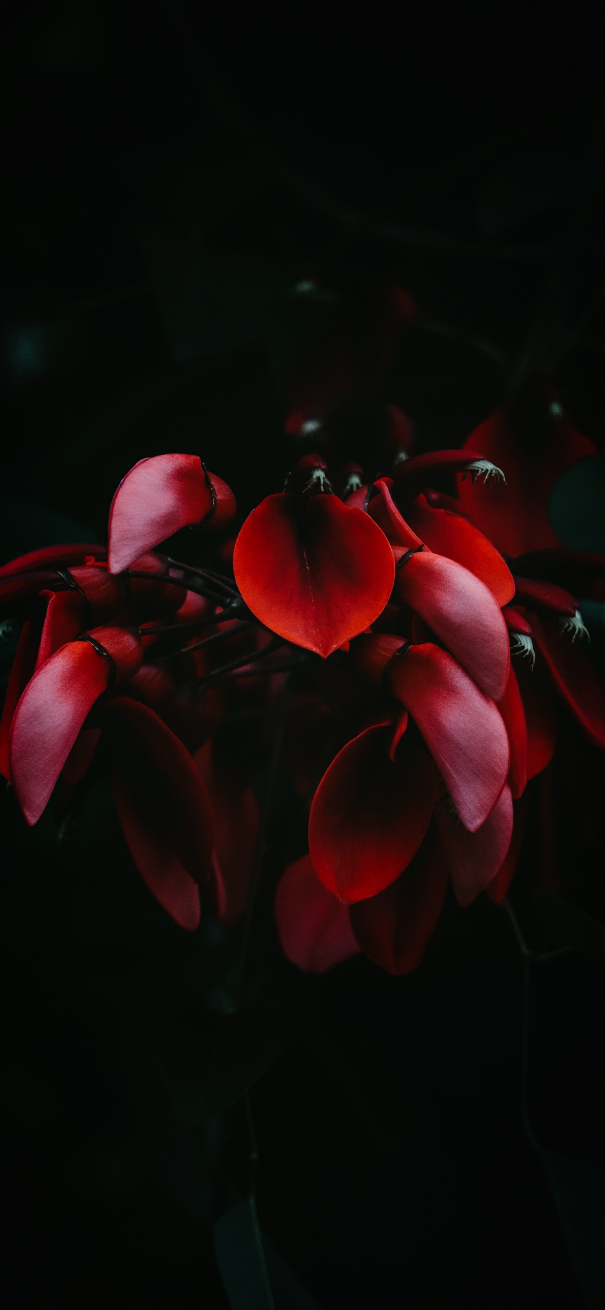 Обои Гортензия серрата, гортензия крупнолистная, небесный чай, растение, цветок в разрешении 1242x2688