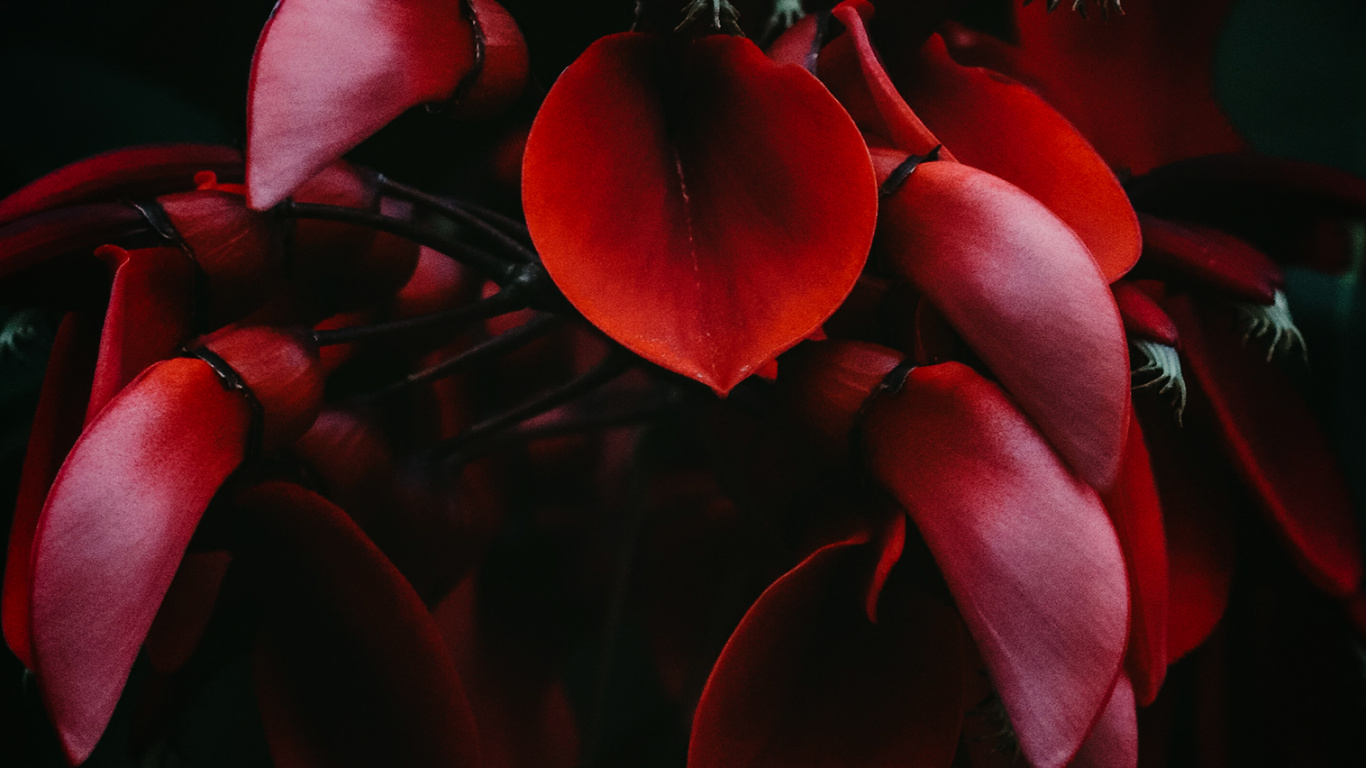 Обои Гортензия серрата, гортензия крупнолистная, небесный чай, растение, цветок в разрешении 1366x768