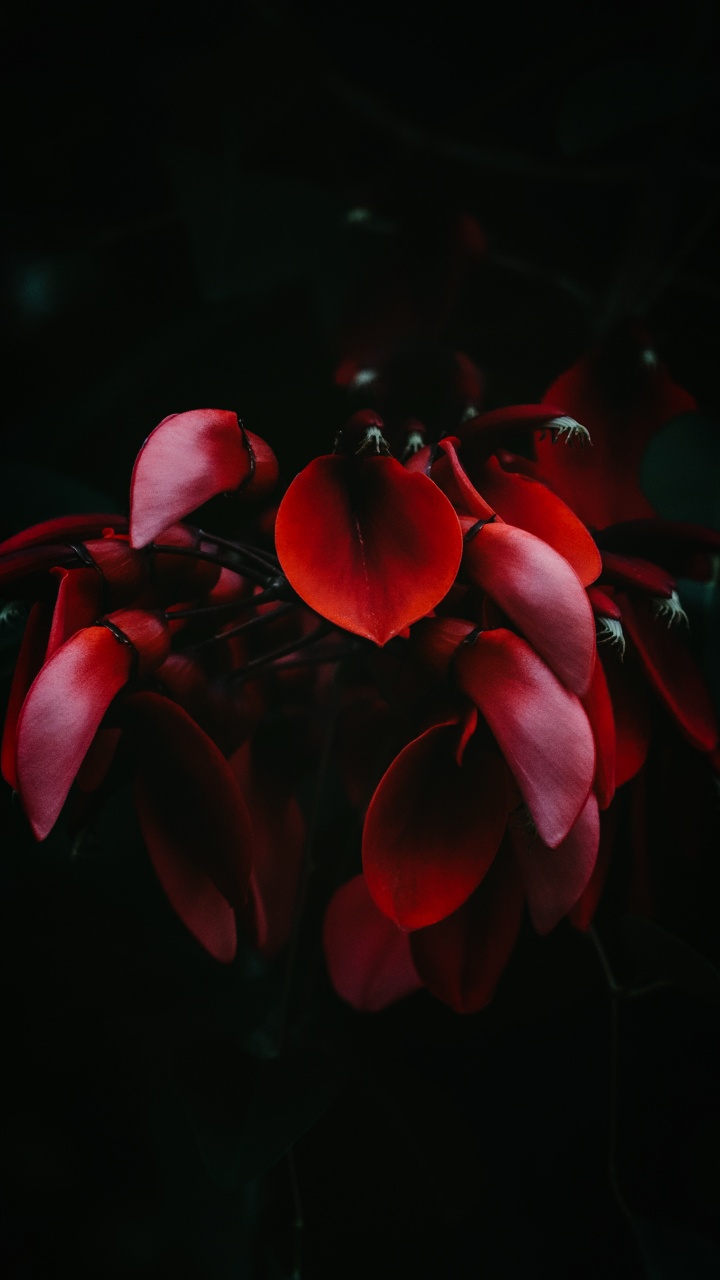 Обои Гортензия серрата, гортензия крупнолистная, небесный чай, растение, цветок в разрешении 720x1280