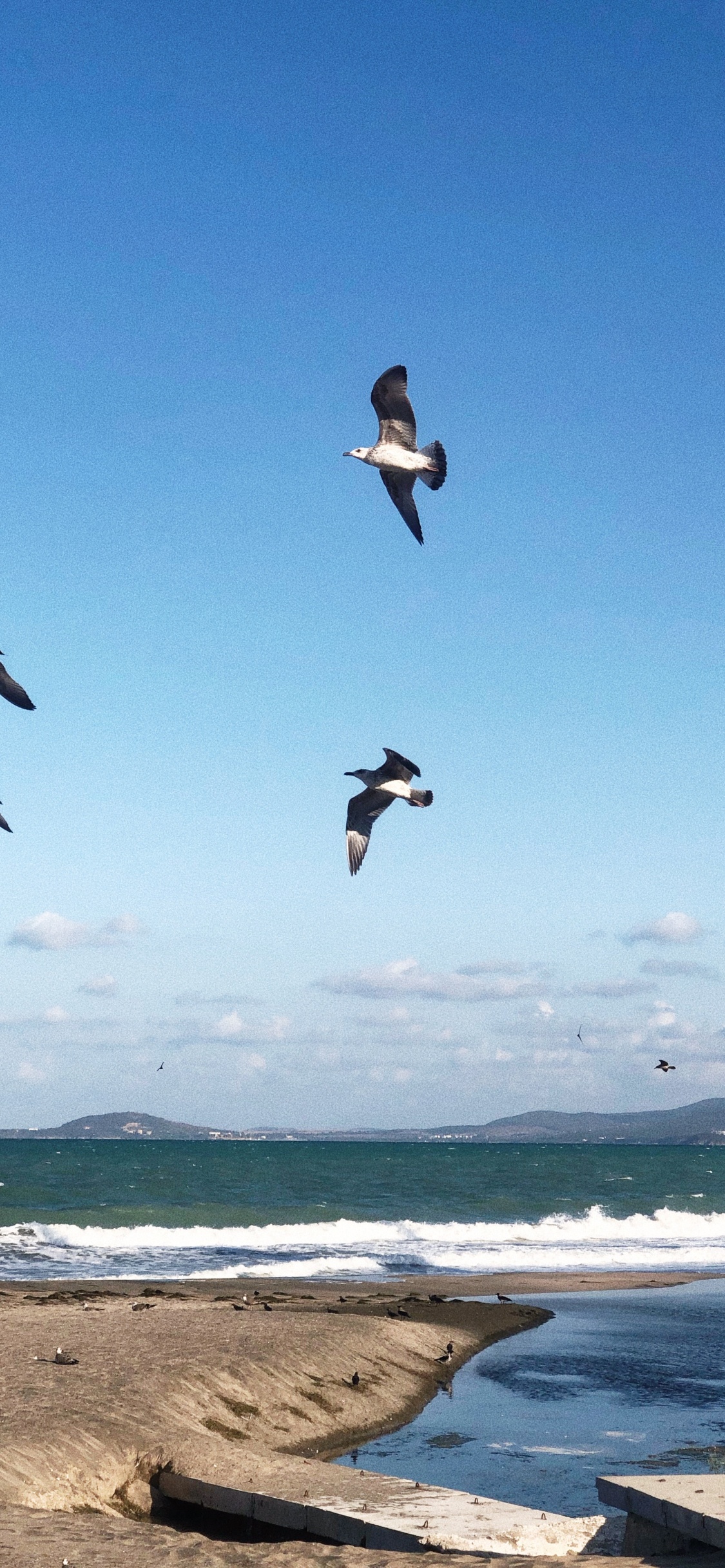 Обои вода, полет, морская птица, наука, физика в разрешении 1125x2436