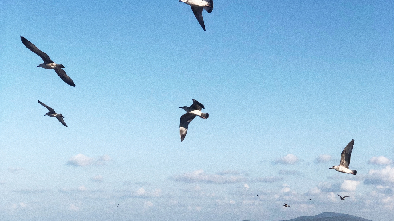 Обои вода, полет, морская птица, наука, физика в разрешении 1280x720