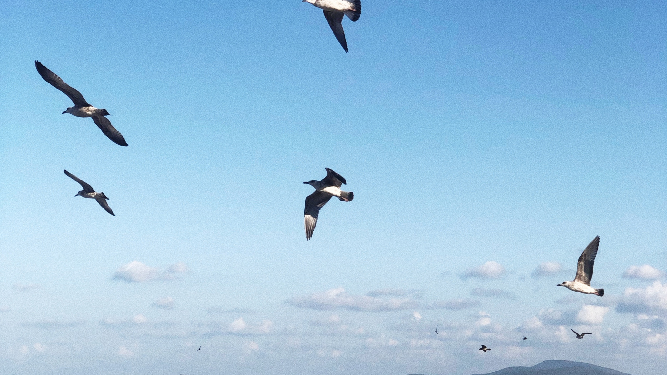 Обои вода, полет, морская птица, наука, физика в разрешении 1366x768