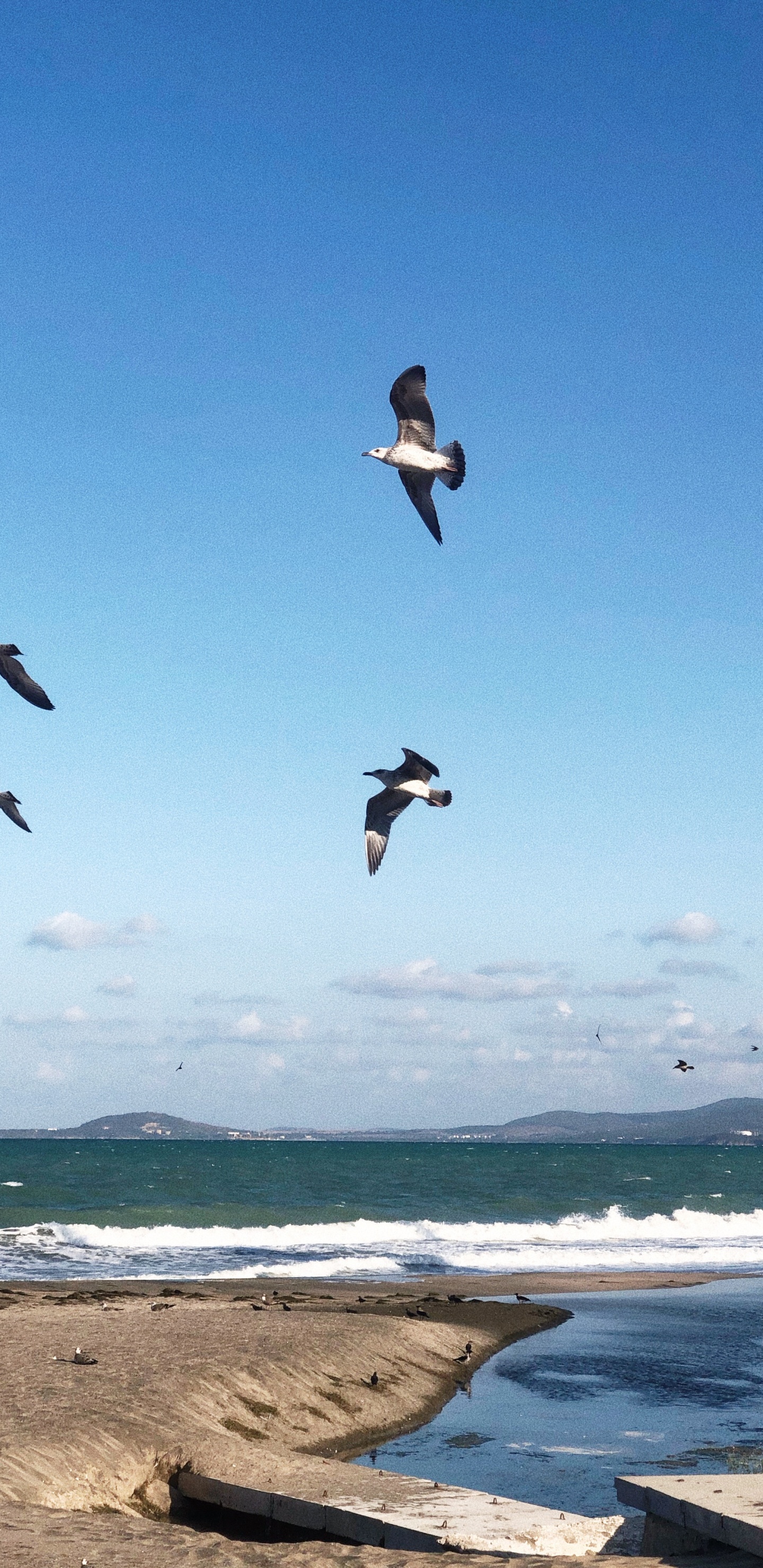 Обои вода, полет, морская птица, наука, физика в разрешении 1440x2960