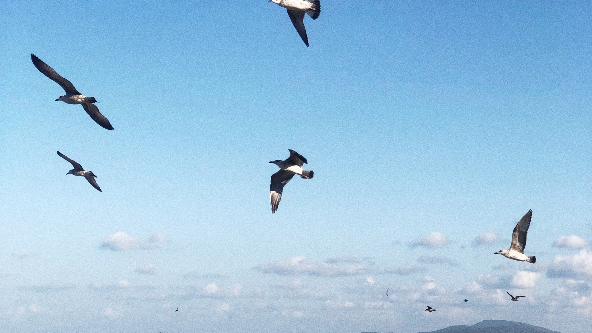 Обои вода, полет, морская птица, наука, физика в разрешении 1920x1080