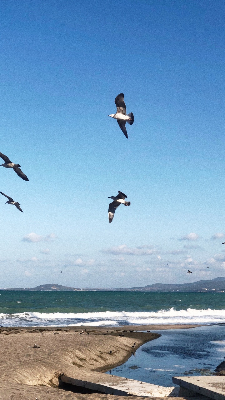 Обои вода, полет, морская птица, наука, физика в разрешении 720x1280