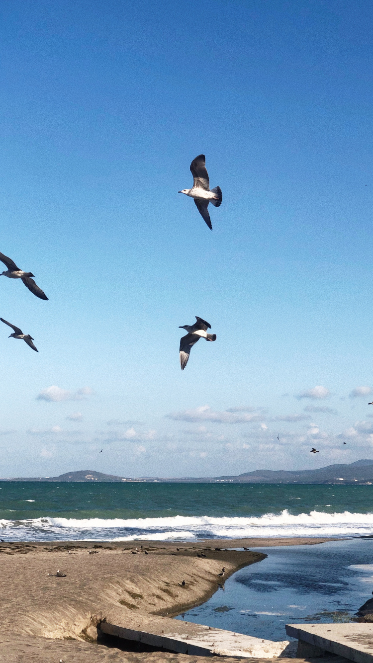 Обои вода, полет, морская птица, наука, физика в разрешении 750x1334