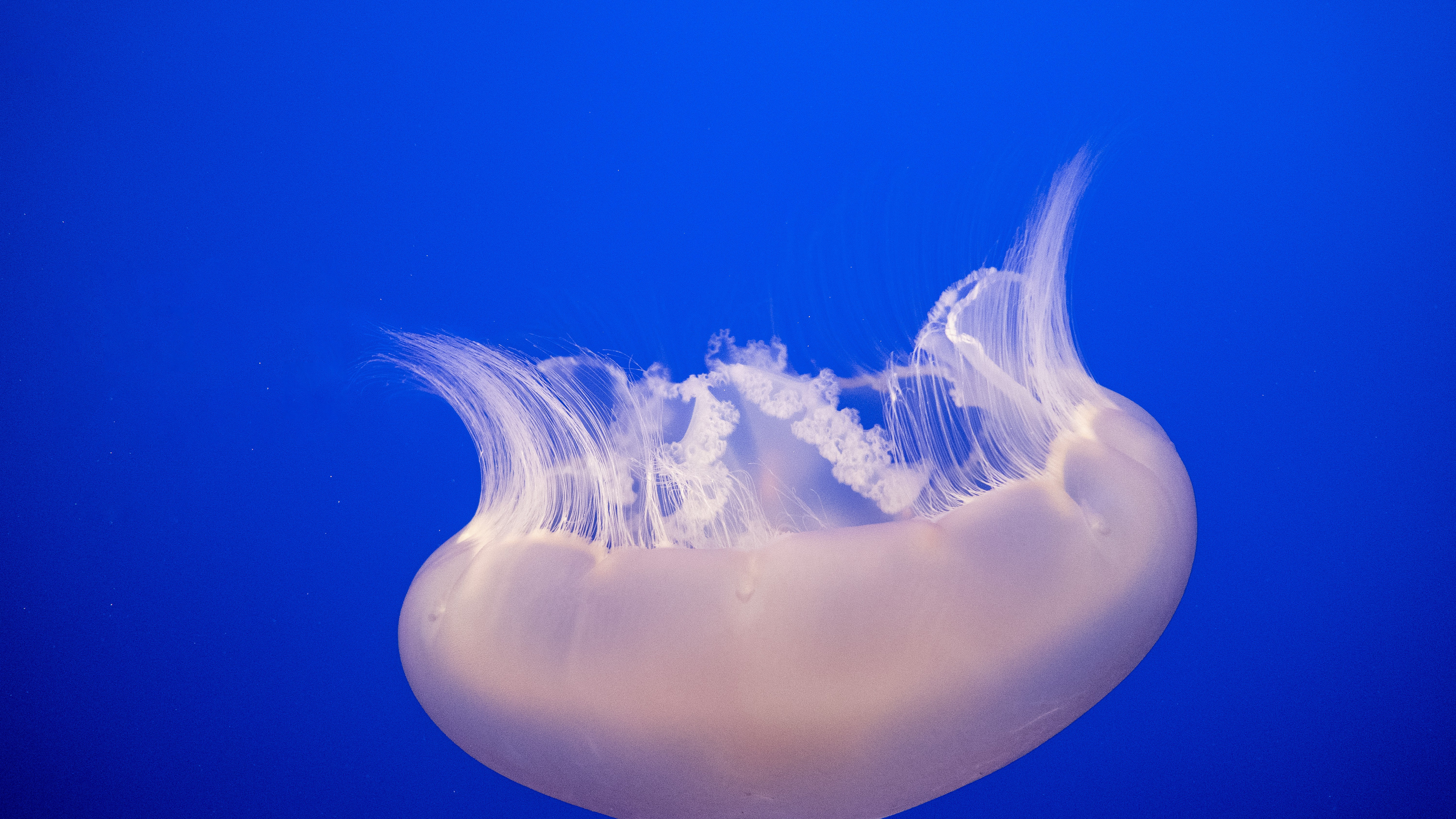 Обои Медуза, cnidaria, морские беспозвоночные, морская биология, беспозвоночных в разрешении 3840x2160