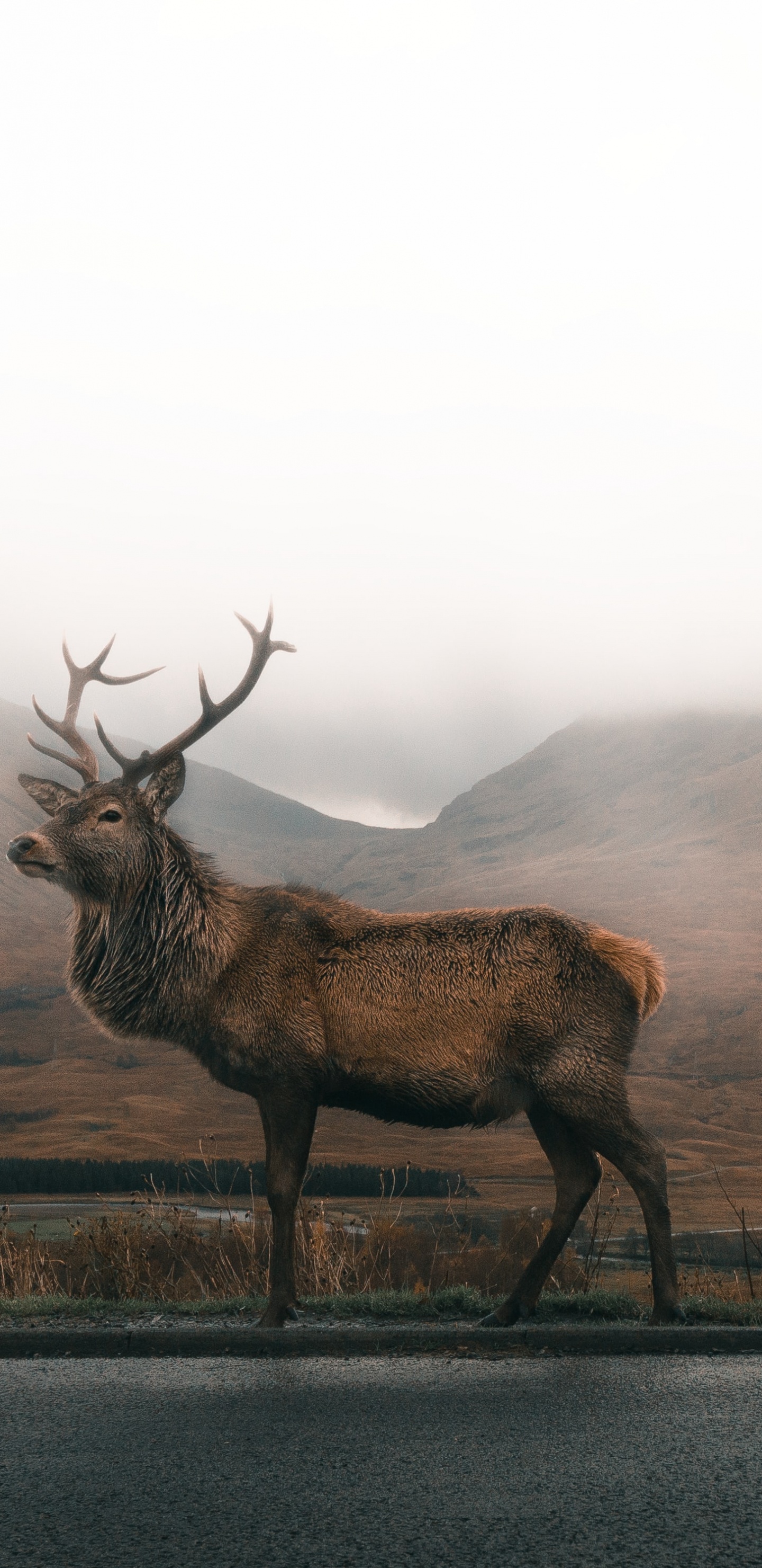 Обои Аса Роджер, растение, окружающая среда, дымка, лось в разрешении 1440x2960