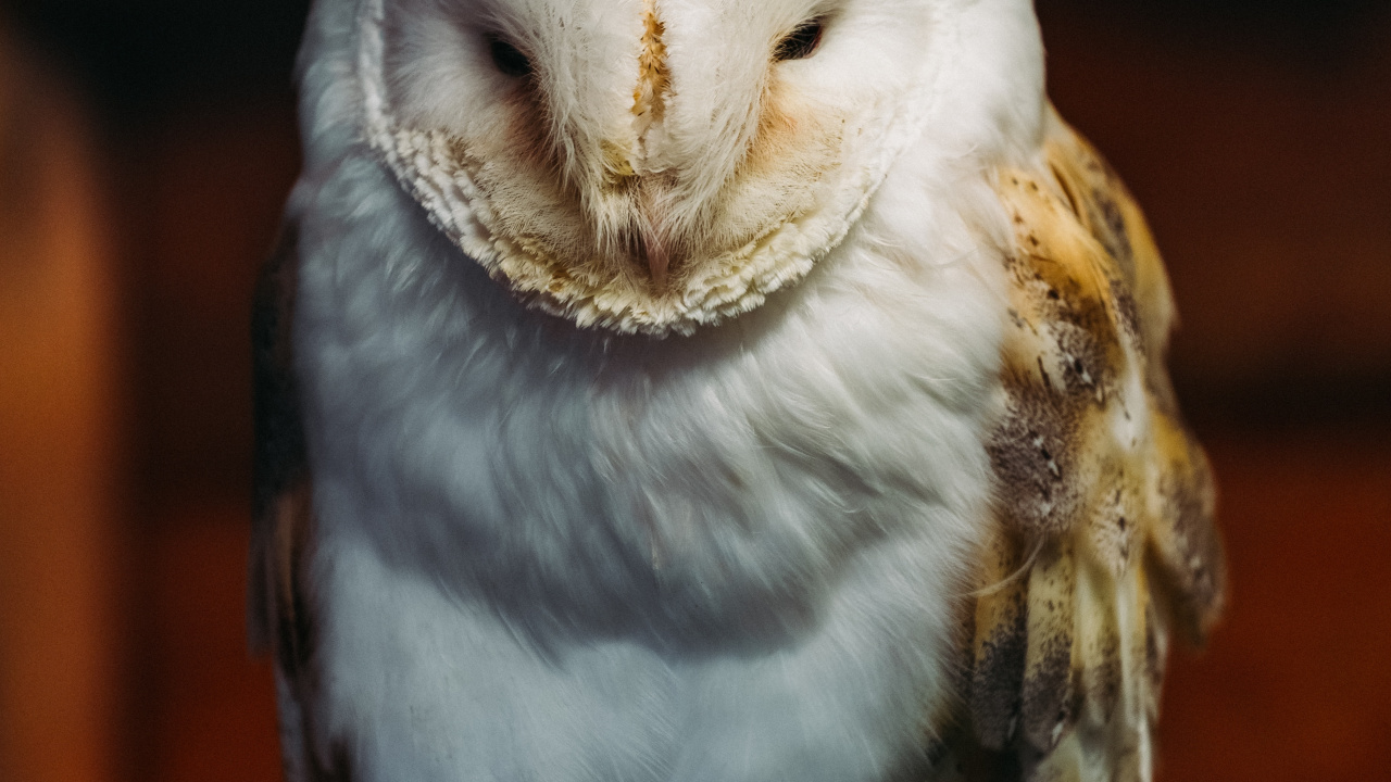 Обои Северный ястреб-сова, мех, птица, Снежная сова, неясыть в разрешении 1280x720