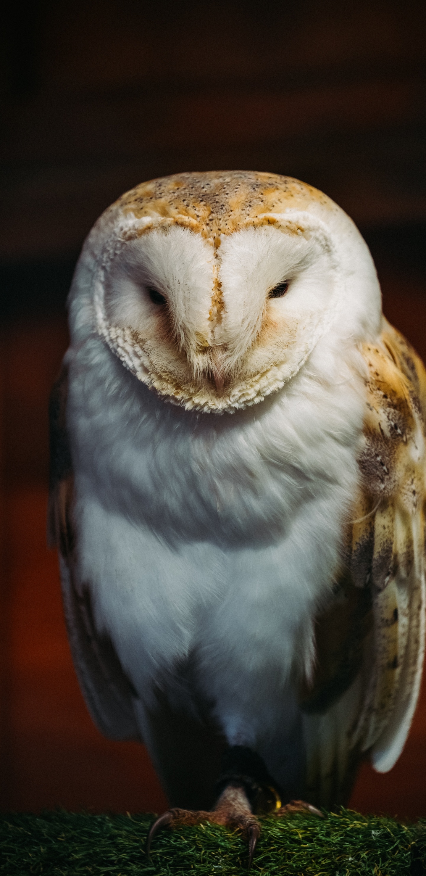 Обои Северный ястреб-сова, мех, птица, Снежная сова, неясыть в разрешении 1440x2960