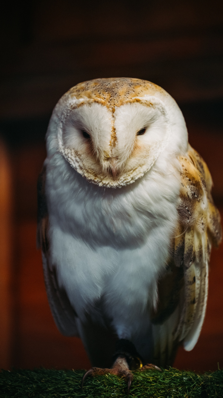 Обои Северный ястреб-сова, мех, птица, Снежная сова, неясыть в разрешении 750x1334