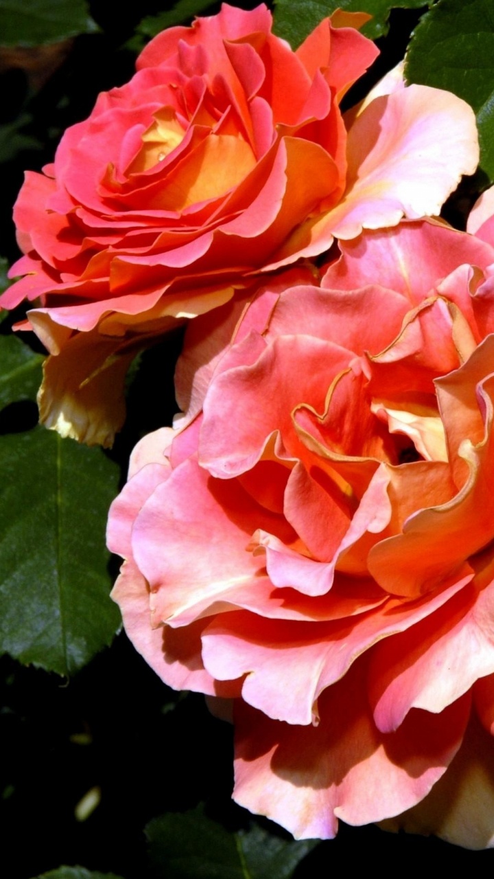 Обои сад роз, розовый, цветковое растение, лепесток, флорибунда в разрешении 720x1280