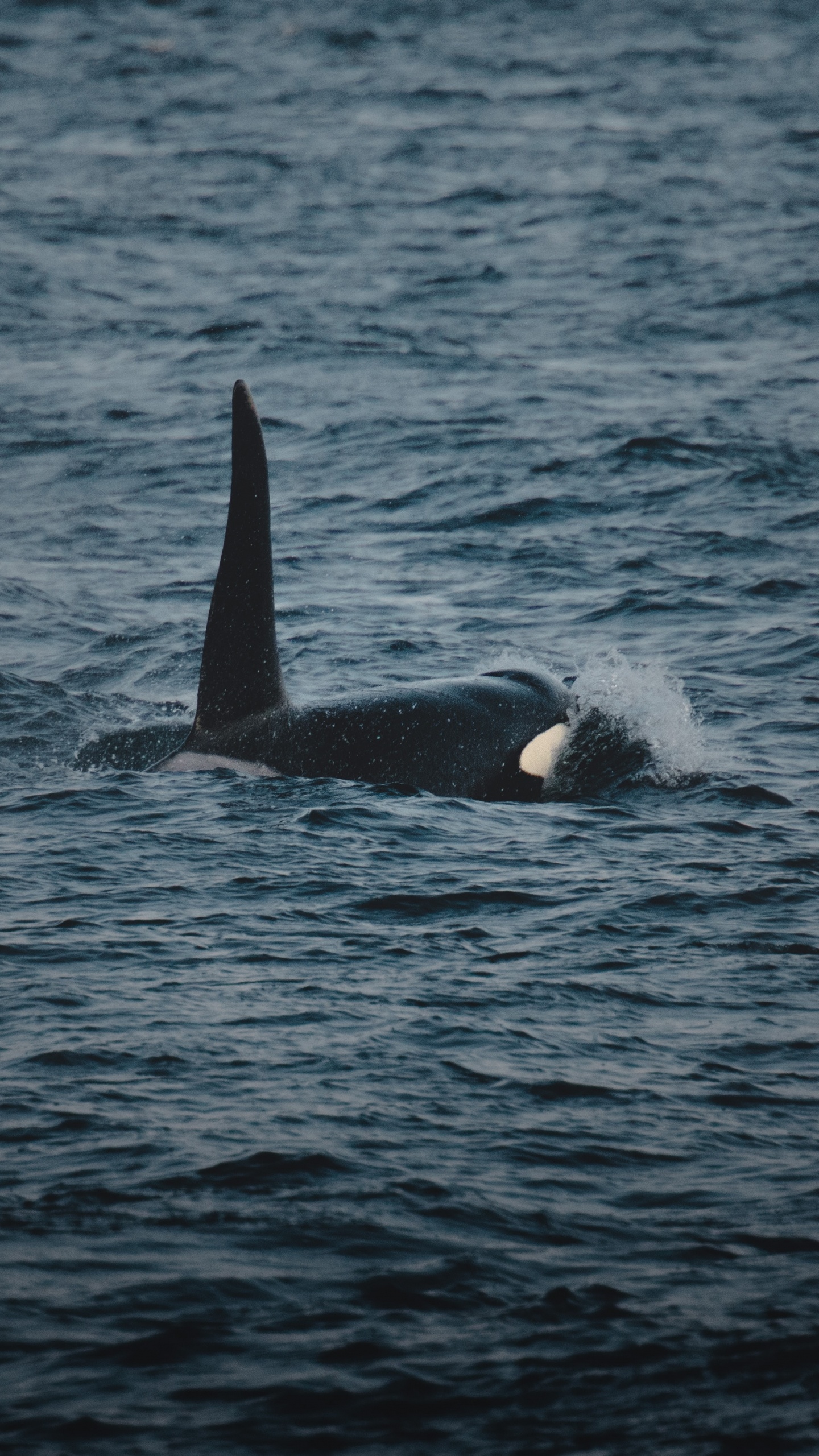 Обои океан, вода, китообразных, хвост, морская биология в разрешении 1440x2560