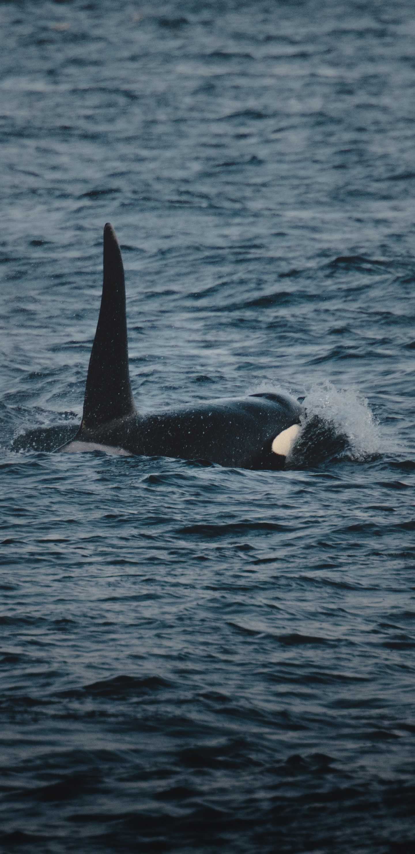 Обои океан, вода, китообразных, хвост, морская биология в разрешении 1440x2960