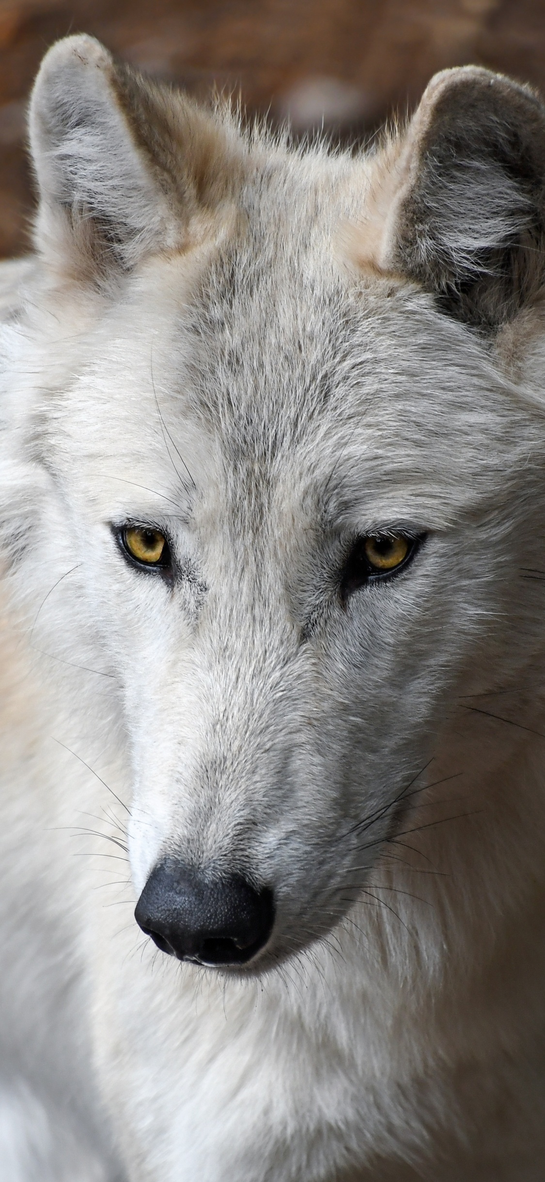 Обои пес, арктический волк, Псовые, живая природа, волк в разрешении 1125x2436