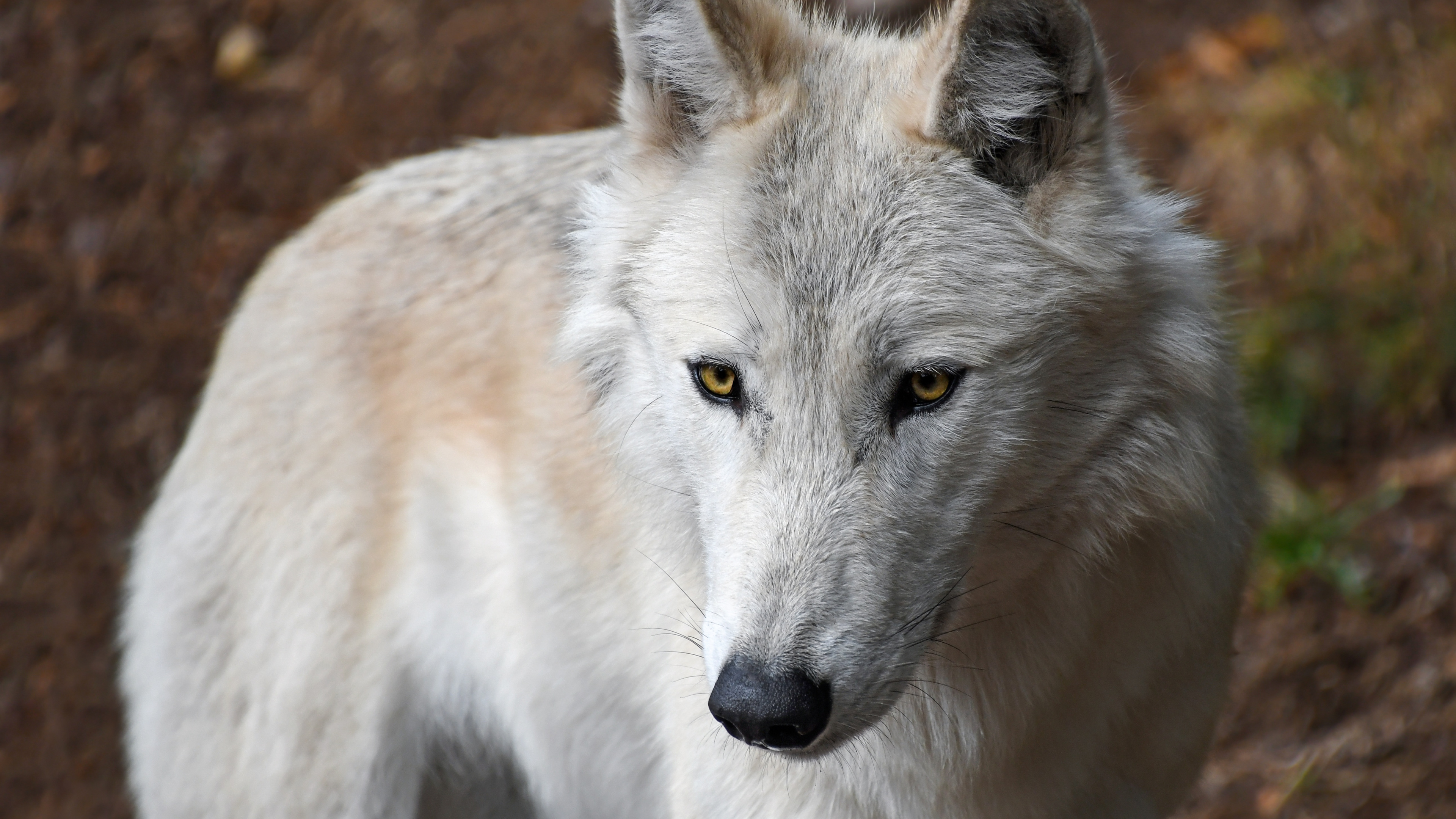Обои пес, арктический волк, Псовые, живая природа, волк в разрешении 3840x2160